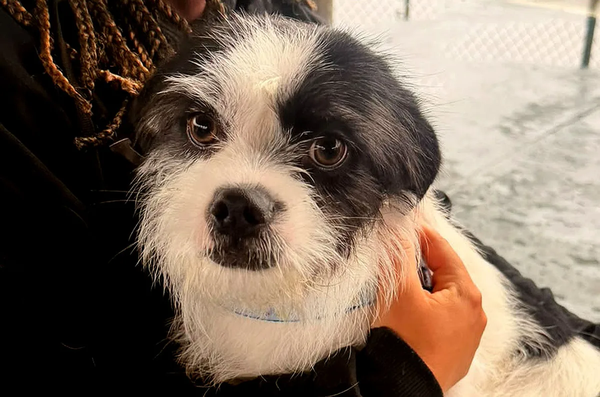 Várzea Paulista realiza castração de 400 cães e gatos no fim de semana