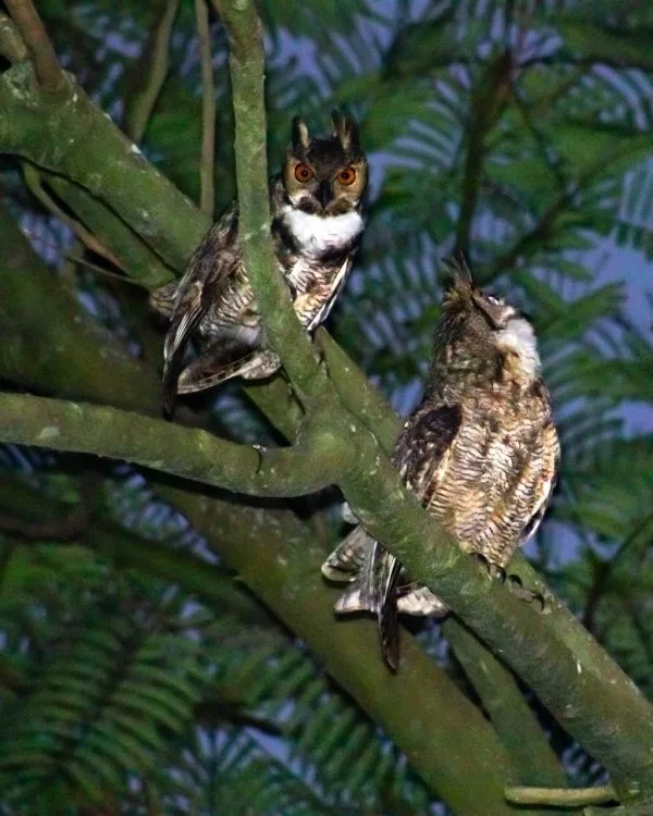 Maratona de observação registra 218 espécies de aves em Cabreúva