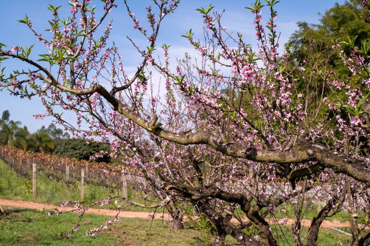 Florada de pessegueiros em Jundiaí anuncia nova safra e destaca apoio municipal