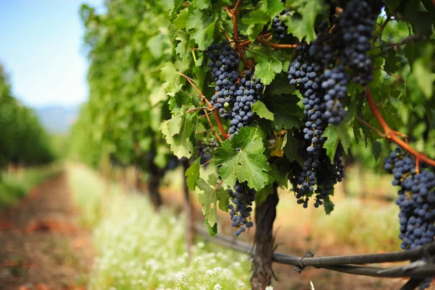 Vinícolas de Itupeva são convidadas para avaliação de vinhos do Circuito das Frutas