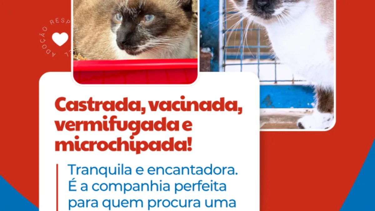 Gata de dois anos, castrada e vacinada, busca adoção em Cabreúva