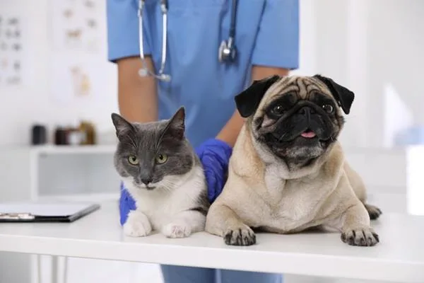 Itupeva inaugura Clínica Veterinária Móvel gratuita para cães e gatos