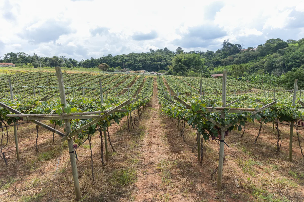 Produtores rurais de Jundiaí têm prazo para assinar termo de subvenção agrícola