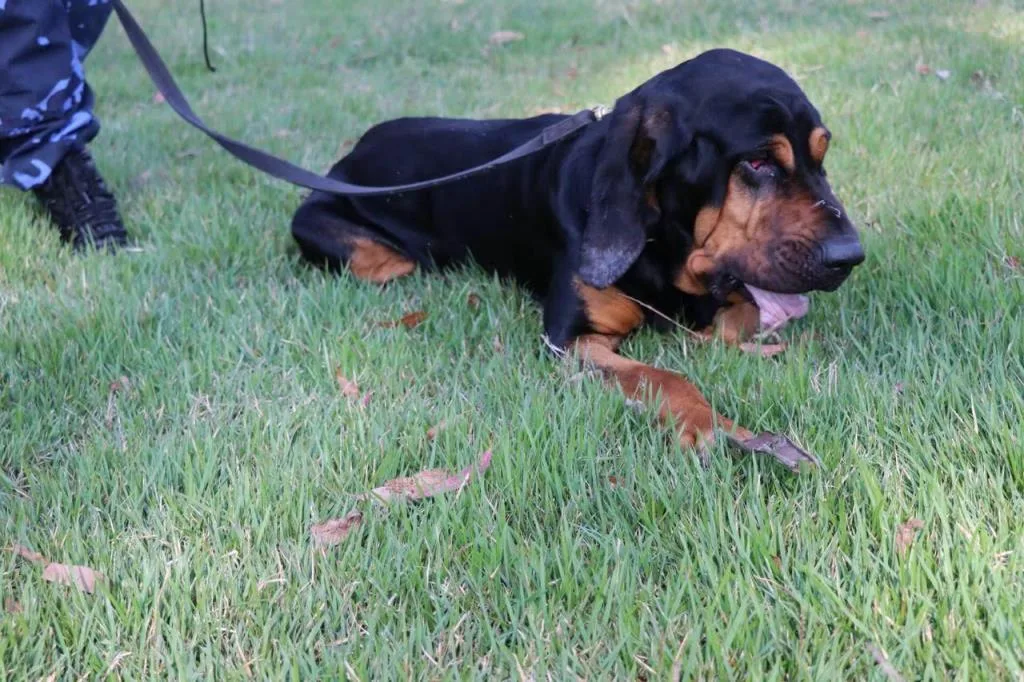 K9 Max, cão policial de Itupeva, morre e deixa legado em buscas e investigações