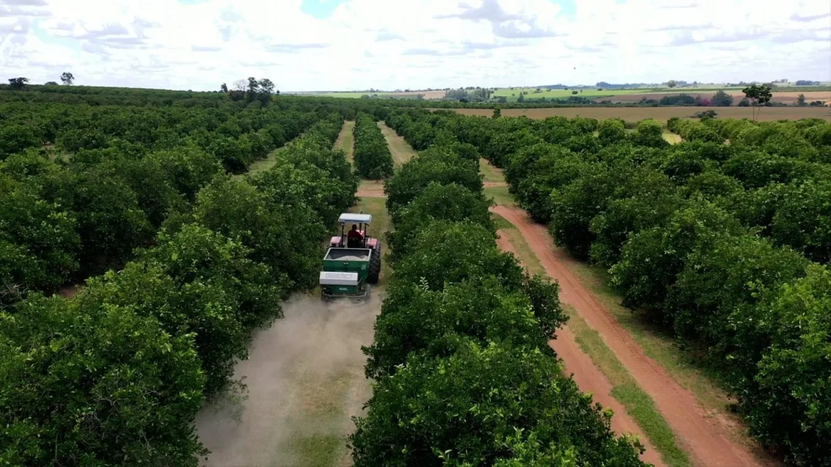 Produtores de SP devem adotar manejo preventivo para conter danos de chuvas no solo