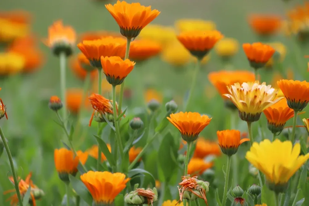 Bagaço de uva vira adubo para cultivar calêndula pôr do sol